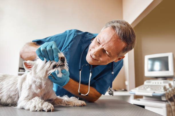 Best Urgent Tooth Repair  in Half Moon, NC